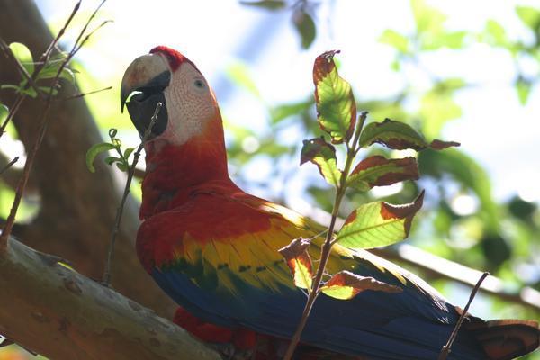 Endangered Scarlet Macaw