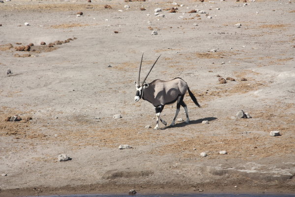 Oryx Etosha