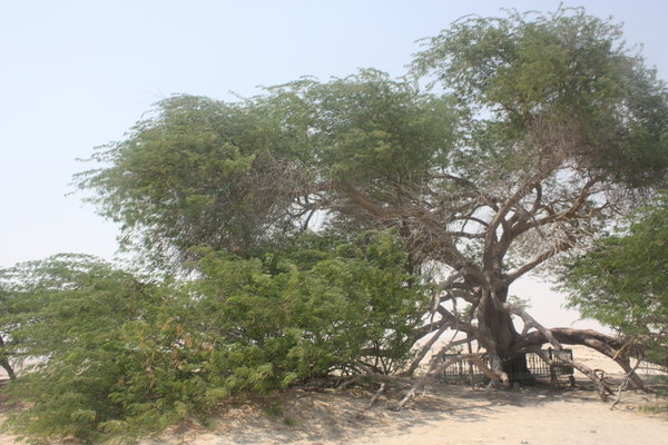 Bahrain Tree of Life