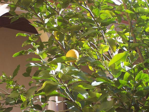 The lemon I will also steal