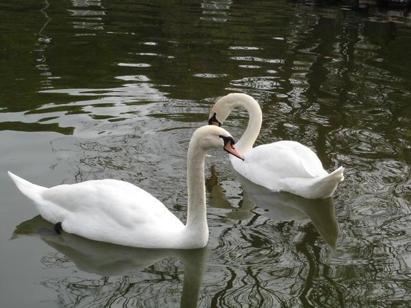 Swans in the park...