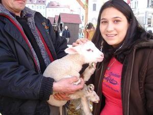 Lamb at the street fair...