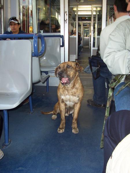 Dog on the metro...