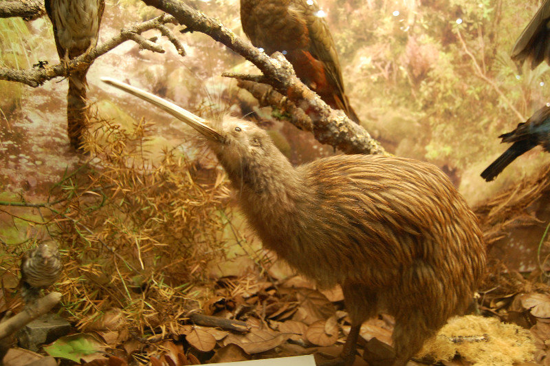 The Kiwi Bird