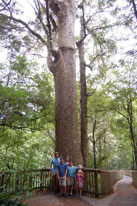 Bush Walk to see the Kauri Trees