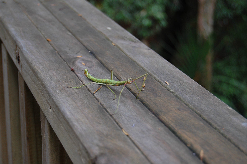 Our stick bug friend