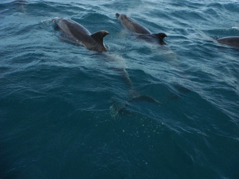 More Wild Dolphins