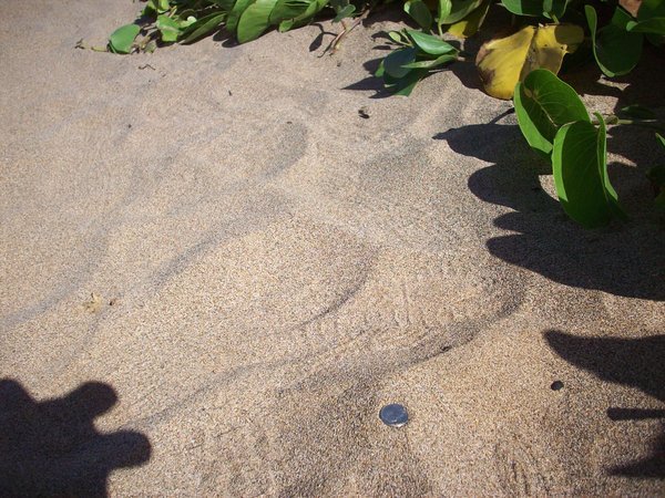 Sand on the Maui beach