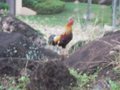 Resident rooster