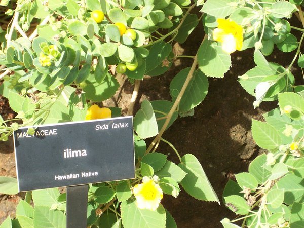 Ilima flower