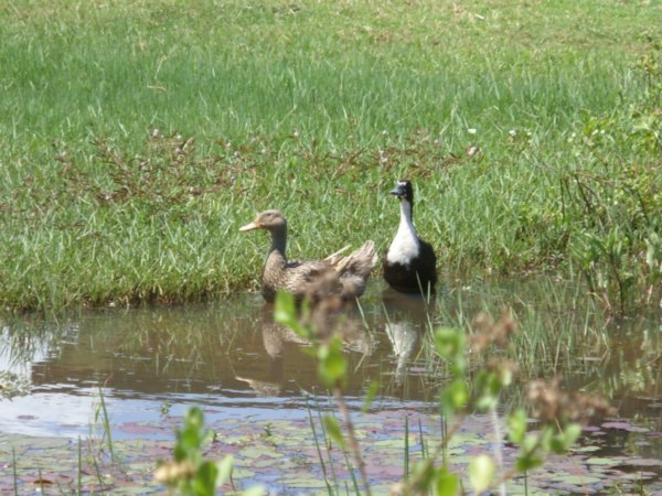 Mr and Mrs Cambodian duck!