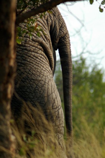 Elephant Butt