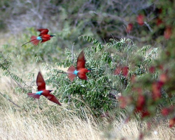Flying Bee-eaters