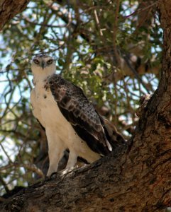 Martial Eagle (maybe?)