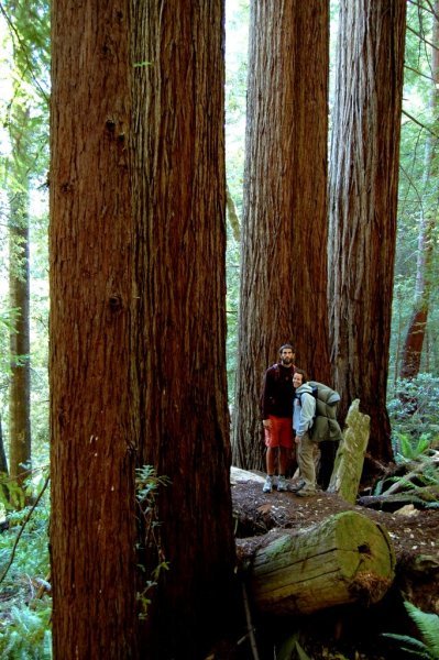 Redwood Tree | Photo