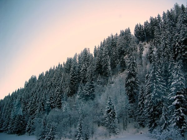 Sunrise over the Alpine Trees