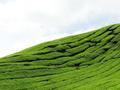 Tea Hills