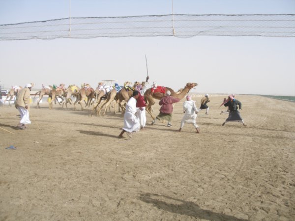 Camel Race #1
