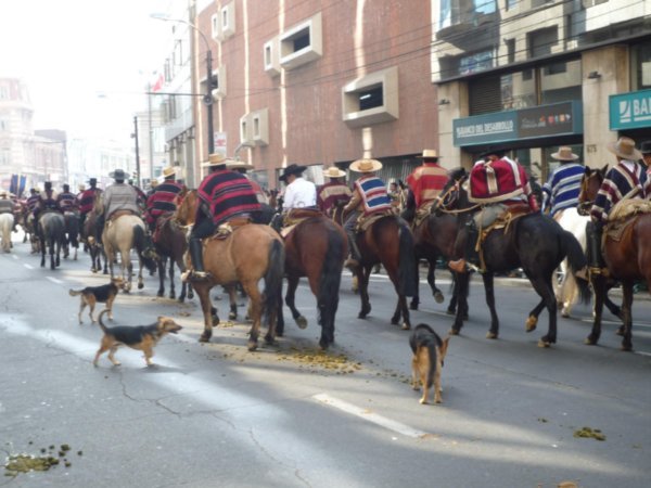 Folketog i Valparaiso. Hester har sine "bakdeler"