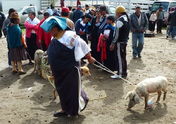 Dyremarkedet i Otavalo
