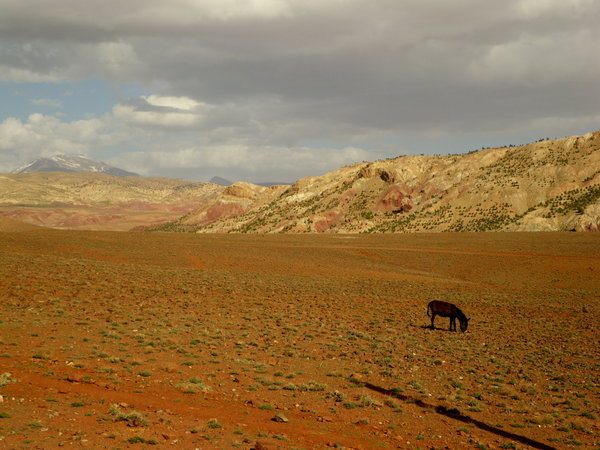 Haut plateau marocain