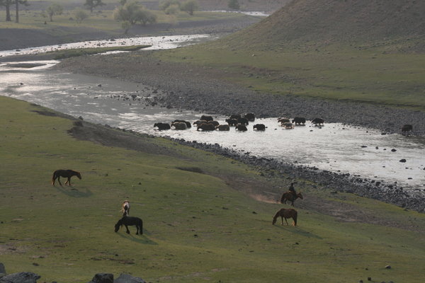 Orkhon river - le troupeau de yacks rentre au bercail
