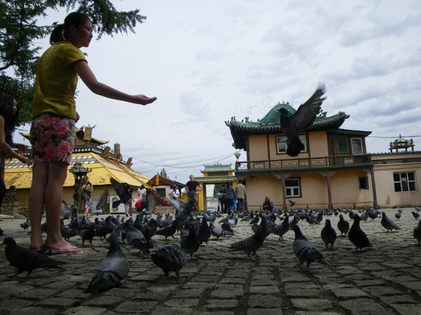 Gavage de pigeons au Temple de Gandan