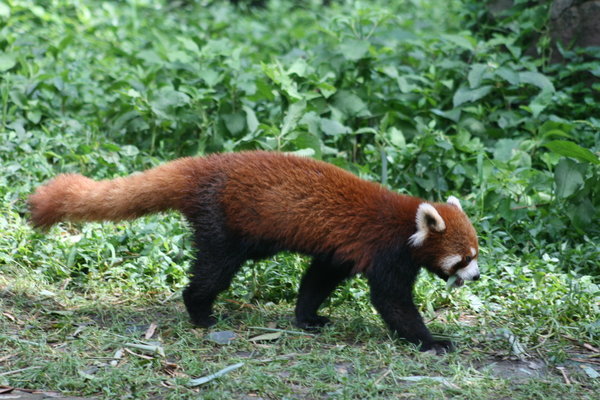 Le panda rouge