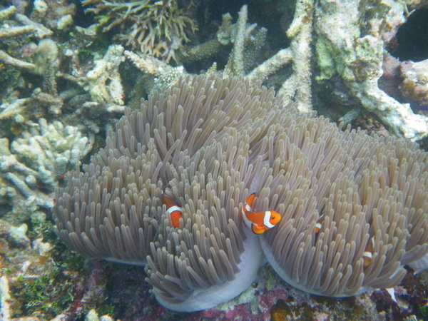"Nemo" et sa famille a Mantabuan