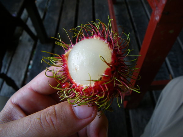 Ma dope : le Rambutan