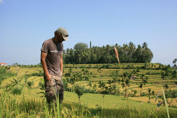 Dans les rizières dorées de Tirta Gangga