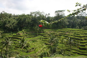 Les rizières en terrasse de Tegalalang