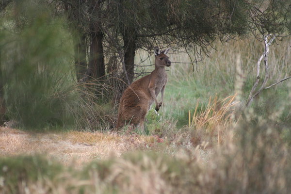 Premier kangourou sur Heirisson Island