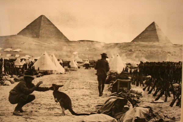 Gizeh, 1915 : un kangourou aux pieds des Pyramides