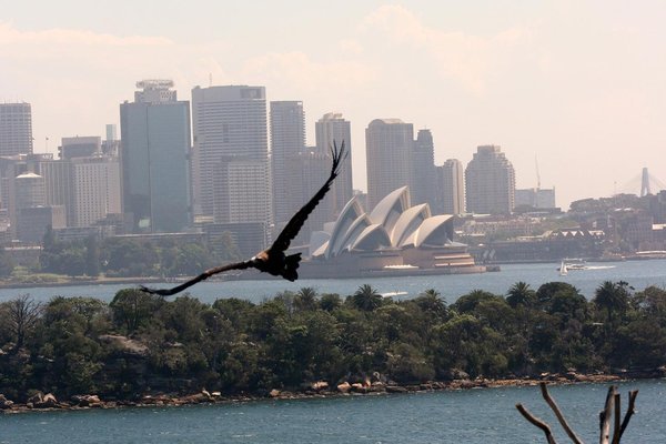 Vol d'aigle sur Sydney Harbour