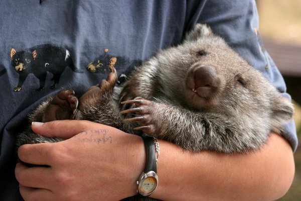 Tete du pur : baby wombat !