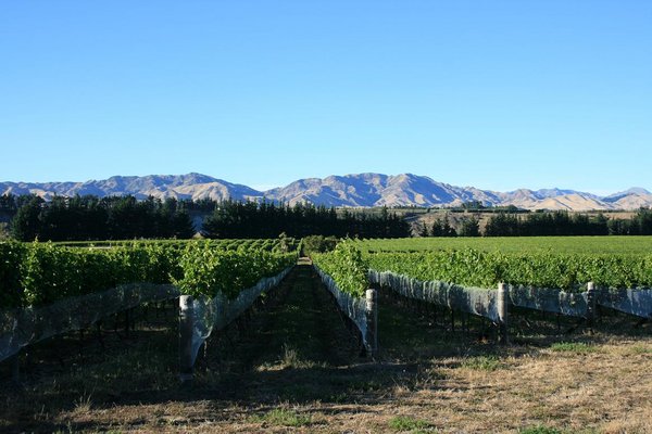 Les vignobles du Marlborough Country