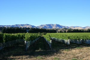 Les vignobles du Marlborough Country