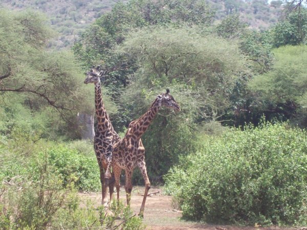 Giraffes! 