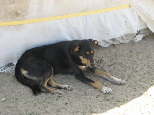 Mongolian dog