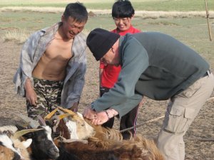 attaching the goats