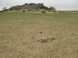 Iris grass in the desert