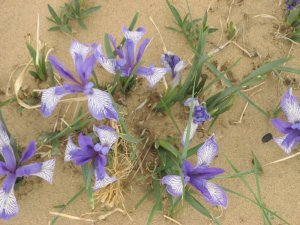 Iris grass in the desert