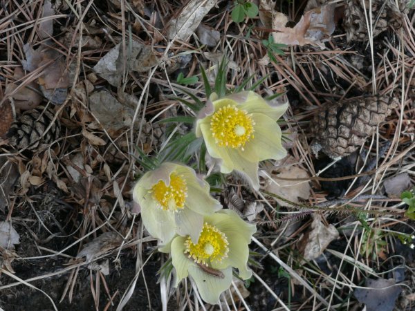 Another species of flower in the Taiga.