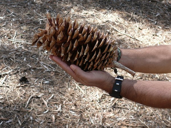 Red pinewood cones