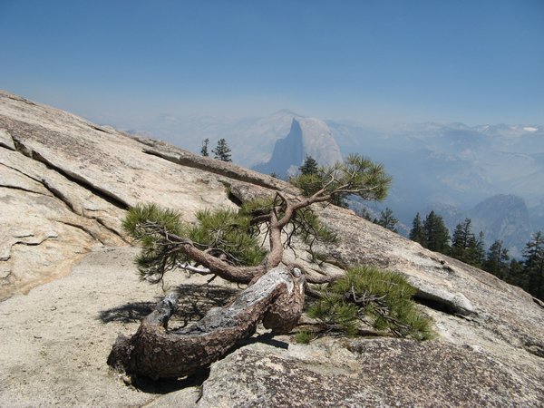 Tree growing on Sentinel Dome