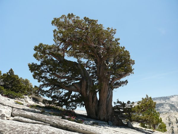 Tree growing on the rock
