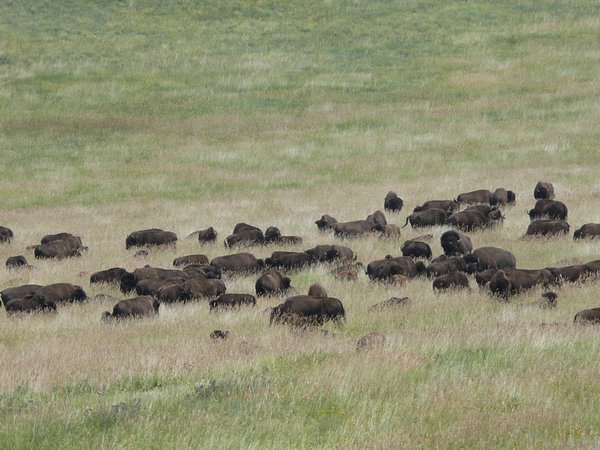 Custer State Park