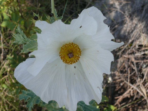 Custer State Park