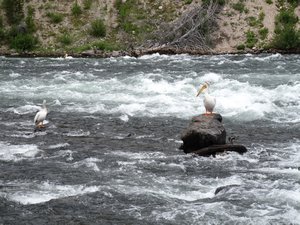 white pelicans 